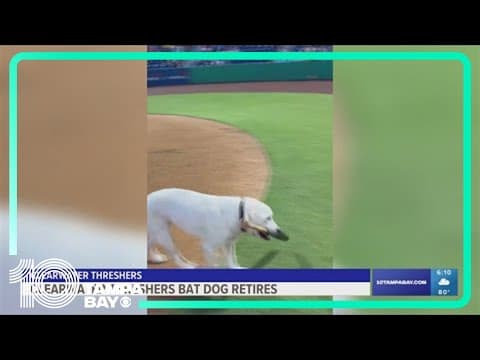 Clearwater Threshers bat dog retires