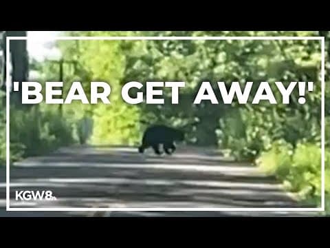 Multiple black bear sightings around Portland's Forest Park