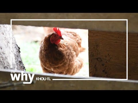 Why aren’t American farmers vaccinating their poultry flocks for bird flu?