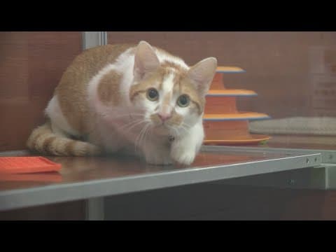 Animal rescue event lowers adoption fees