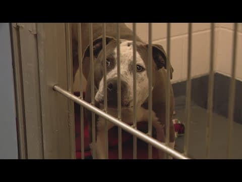 Mayor to pull IACS director nomination