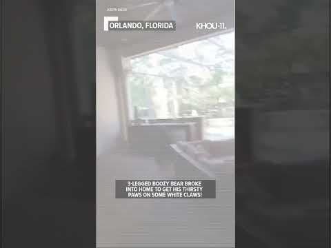 Bear steals booze from frig #shorts