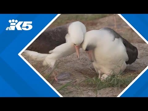 World's oldest known bird lays eggs
