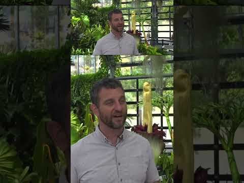 San Diego Botanical Garden’s second corpse flower of the year is in its final day of bloom.