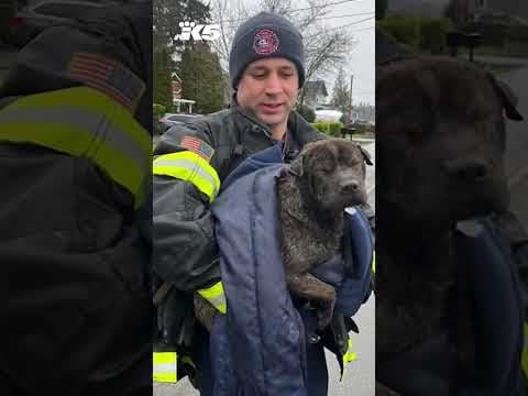 Firefighters rescue dog from icy Lake Tapps