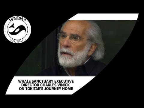 Q&A with Whale Sanctuary Project Executive Director Charles Vinick