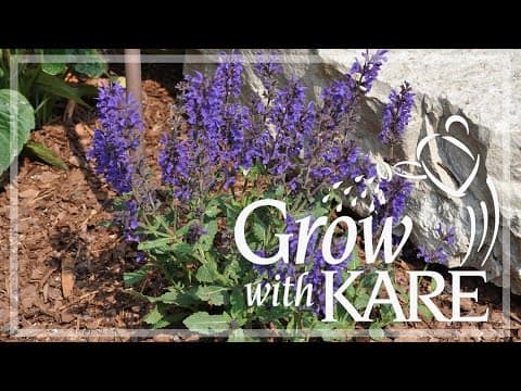 Grow with KARE: Long blooming perennials