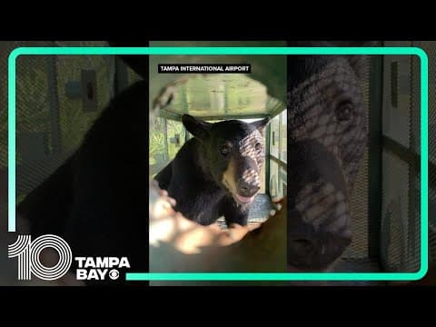 Florida Black Bear spotted, captured at Tampa International Airport