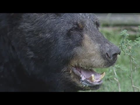 Louisiana to allow black bear hunting again this year