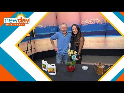 How to care for orchids after receiving them as a gift - New Day NW