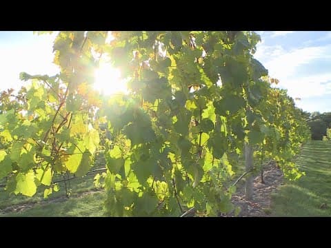 Severe drought impacts metro lakes, while local vineyards flourish