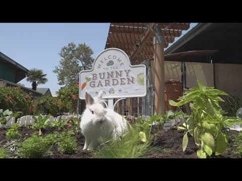 Chula Vista Animal Center creates 'Bunny Garden' to help ease shelter overcrowding