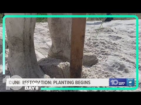 Work begins to plant grass in newly replaced dunes on Sunset Beach