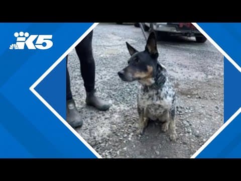 Dog rescued from culvert in Whatcom County