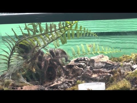 Tarantulas taking over Central Florida