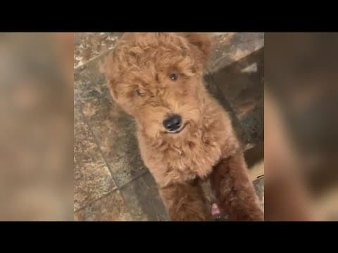 Missing Goldendoodle puppy, Chancho, has been found safe
