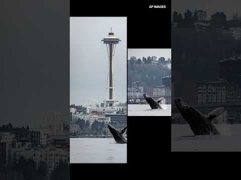 Photos capture whale breaching in front of Seattle Space Needle