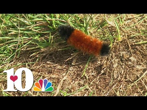 Woolly Worm: A winter weather predictor?