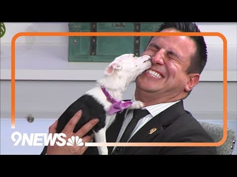 Petline9 | Tiny puppy available for adoption gives 9NEWS anchor bath