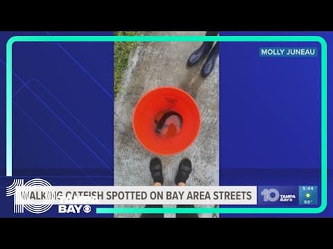 What is a walking catfish and why were they in St. Pete streets during Debby?