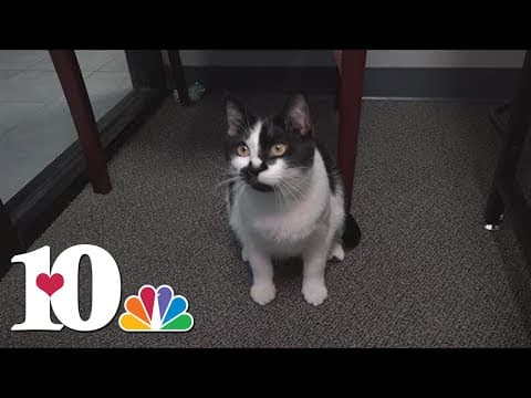 Freya the Cat is top dog in Greene Co. office