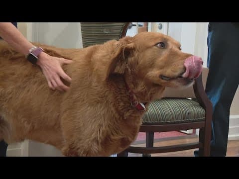 "Pawty" held for Dublin therapy dog retirement