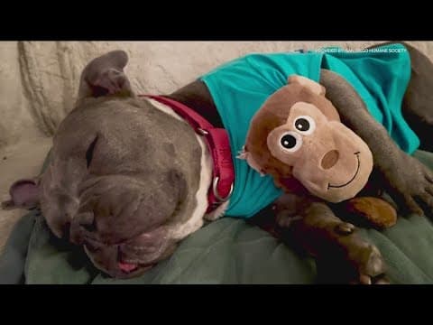 Protecting your pets with the San Diego Humane Society