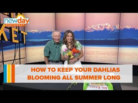 Here’s how to keep your Dahlias blooming all summer long - New Day NW