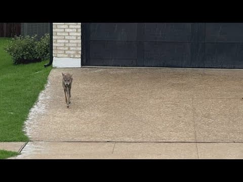 8-year-old attacked by coyote in Frisco neighborhood; three coyotes removed
