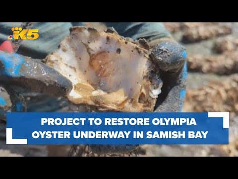 Project aims to restore Olympia oysters to Samish Bay