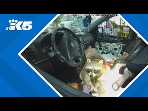 Raccoon with meth pipe found in suspect's vehicle