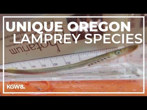 Unique Oregon lamprey species makes a comeback after near-eradication
