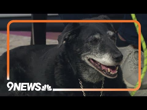 Don't let Ninja get away from you