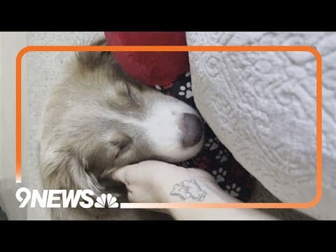 Colorado rescue says 1 additional puppy has tested positive for rabies