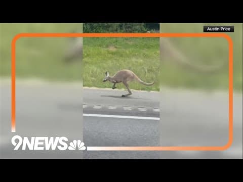 Runaway kangaroo leads Alabama troopers on a chase