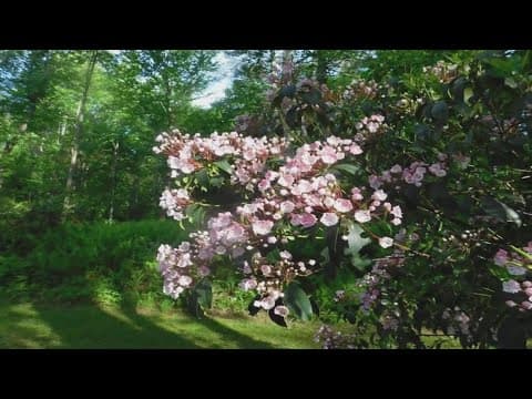 Here's a preview of the Tennessee Mountain Laurel Festival