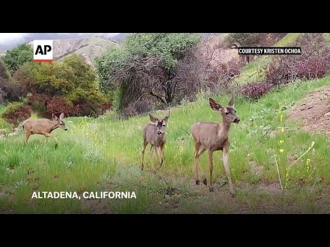 Trail cameras show mountain lion and wildlife repopulating wildfire zone in California