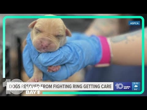 Dogs rescued from a fighting ring getting care before qualifying for adoption