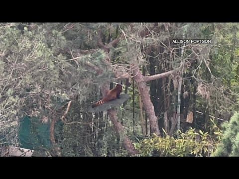 Red Panda climbs tree, escapes, from San Diego Zoo habitat; captured hours later