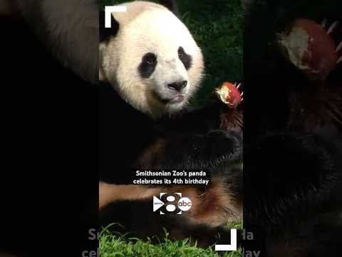 🐼🎂 Happy 4th birthday to 1 of  the 2 giant pandas at the Smithsonian National Zoo in Washington DC