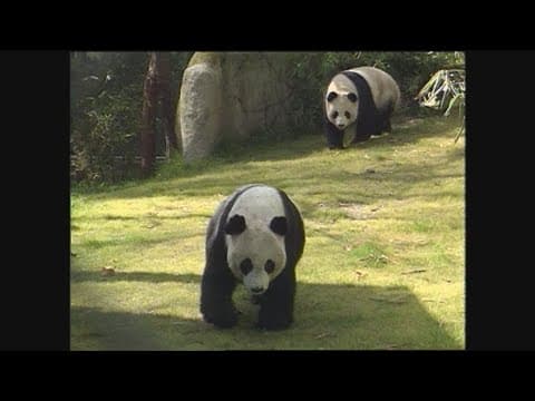 Pandas at San Diego Zoo 1997 and 1998