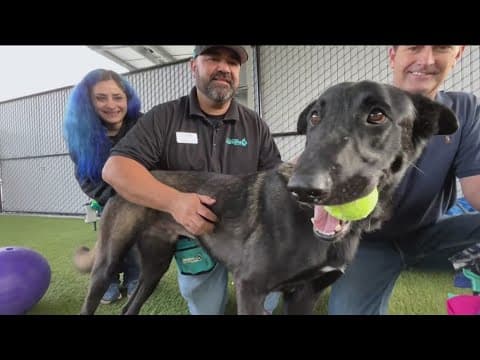 'Si, habla Espanol' | San Diego Humane Society learns Spanish
