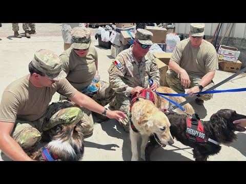 Therapy dogs from Houston help comfort Hill County flood survivors, recovery teams