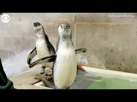Penguin chicks get first swimming lesson at zoo