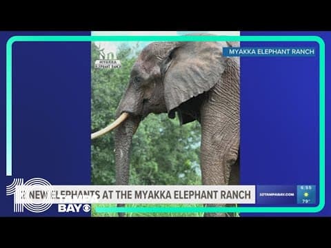 2 new elephants arrive at Myakka Elephant Ranch