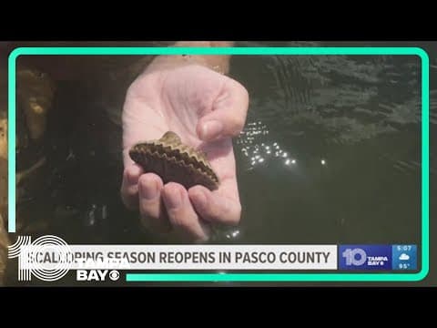 Pasco scallop season reopens Wednesday after temporary closure