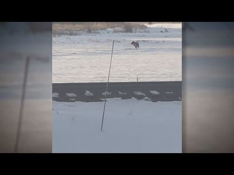 RAW: Colorado rancher captures video of gray wolf