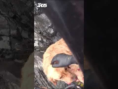 Coast Guard helicopter crew rescues injured dog at Cannon Beach