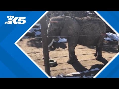 Colorado court declares elephants are not people