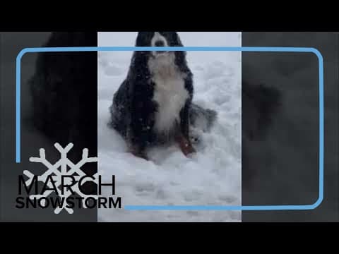Stubborn but happy dog refuses to come back inside during snowstorm